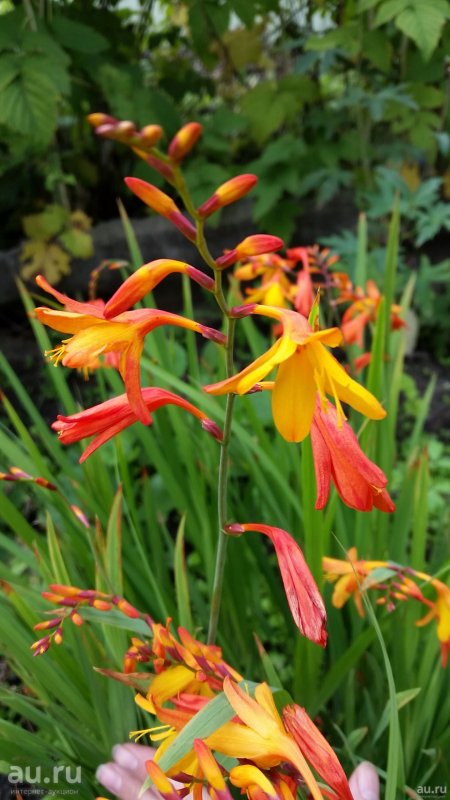 Crocosmia 'Buttercups'