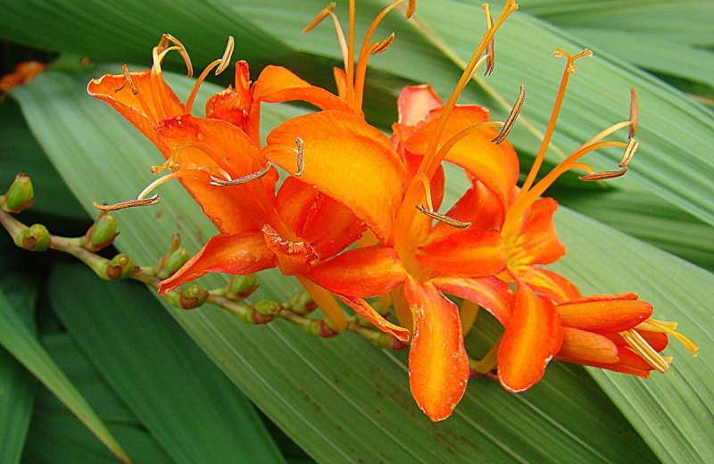 Крокосмия (Crocosmia Carmine Brilliant)