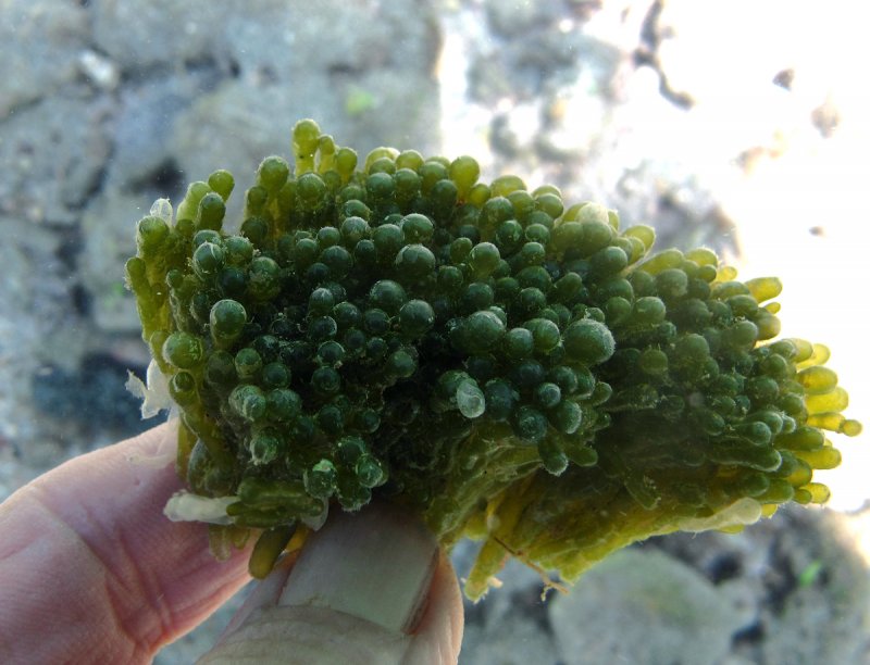 Valonia водоросль