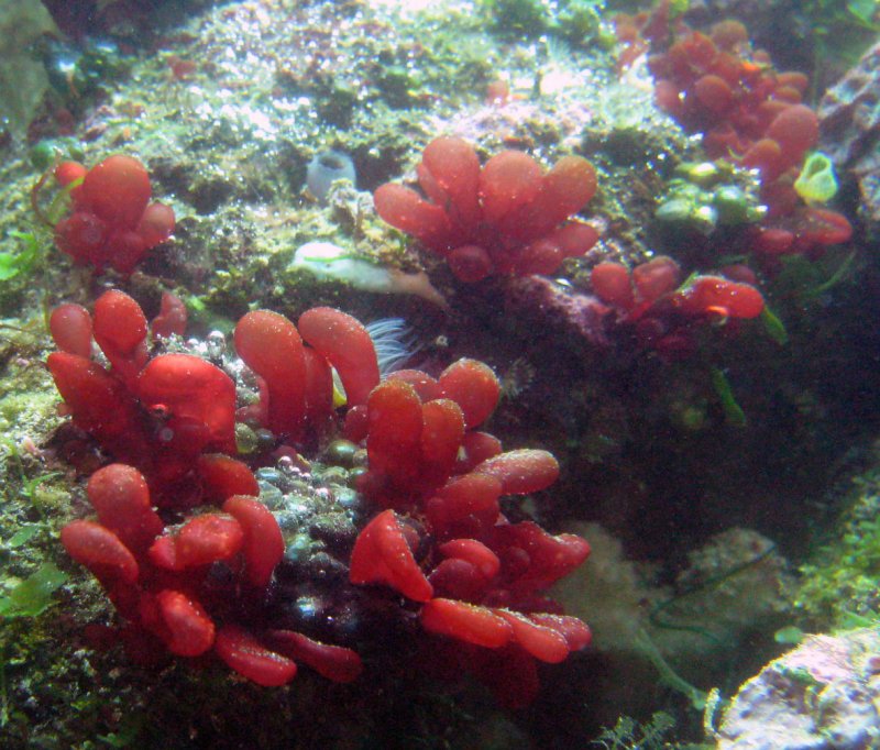 Valonia водоросль