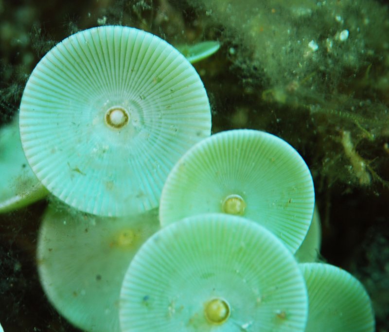 Syringammina fragilissima