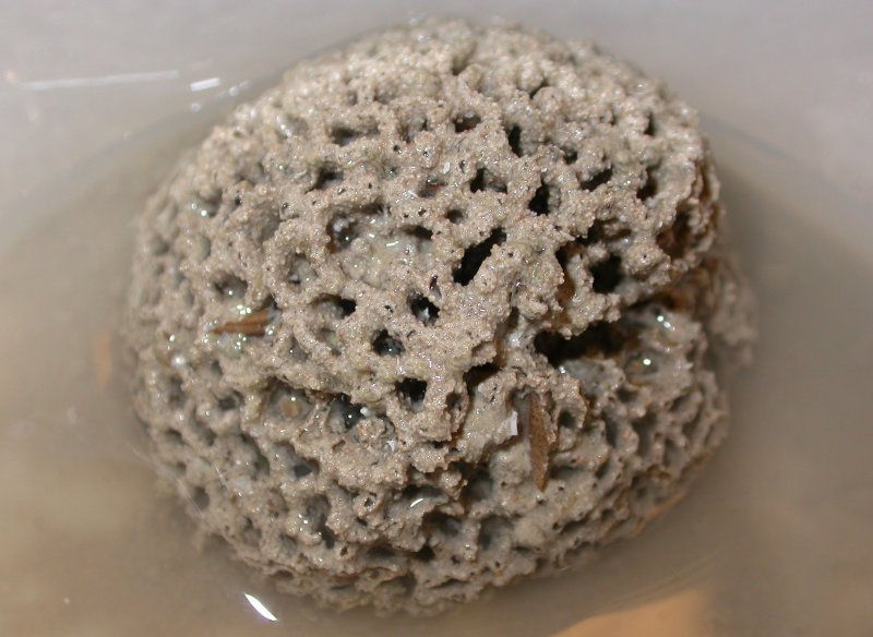 Valonia SP. Цикл