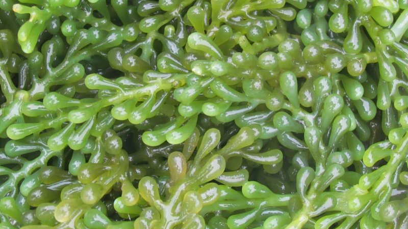 Acetabularia ryukyuensis
