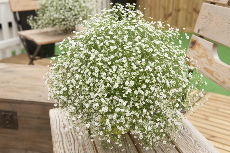 Гипсофила (Gypsophila) Pink