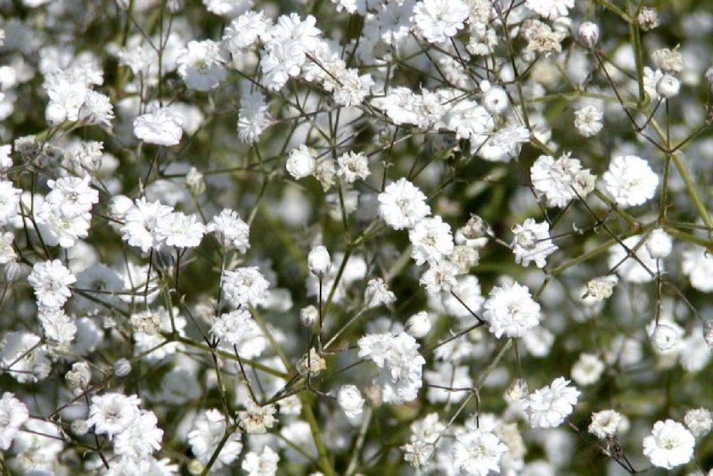 Гипсофила Gypsophila Bristol Fairy