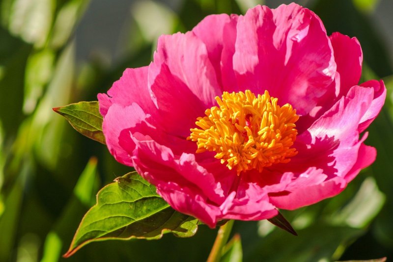 Kamatafuji пион Paeonia