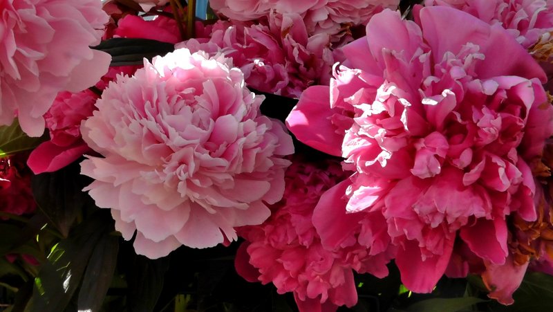 Fragrant Pink Imp пион