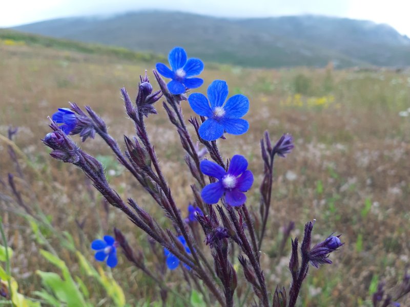 Анхуза, Воловик (Anchusa) растение цветок