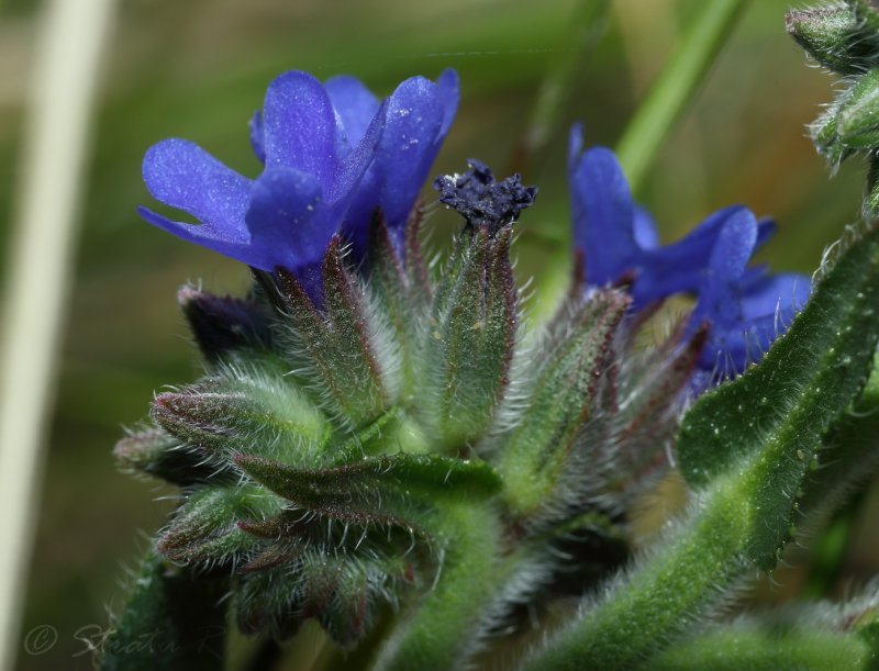 Anchusa tinctoria