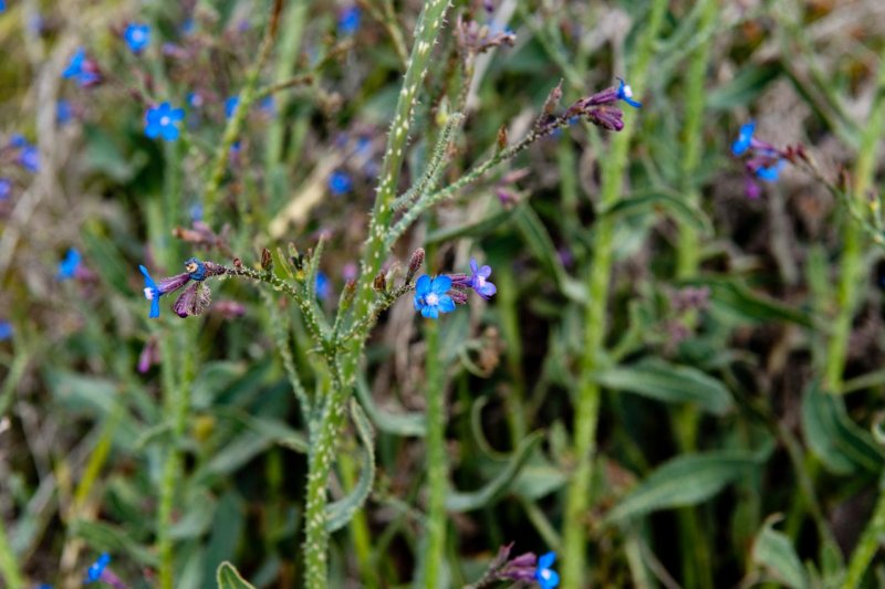 Anchusa officinalis цветет