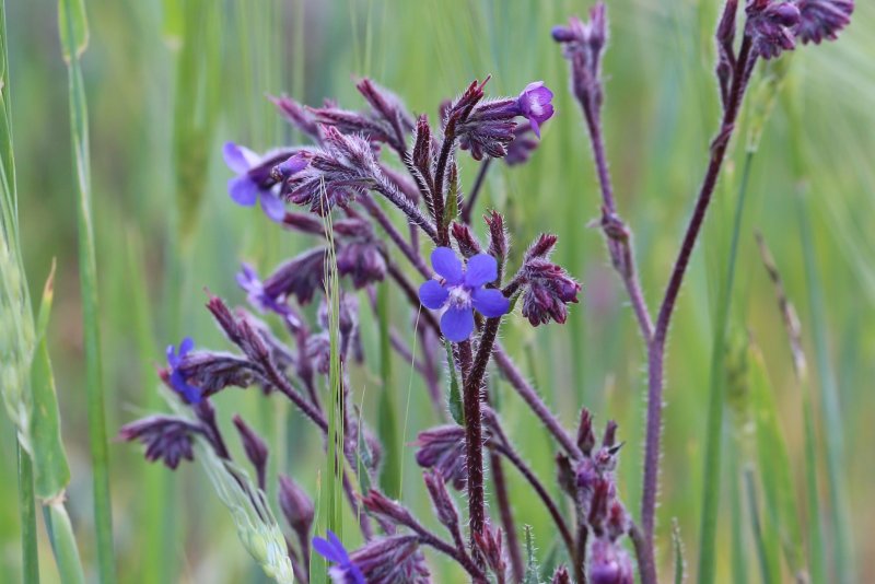 Anchusa Italica o'zbekcha