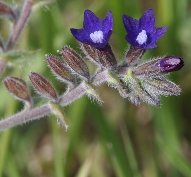 Anchusa officinalis