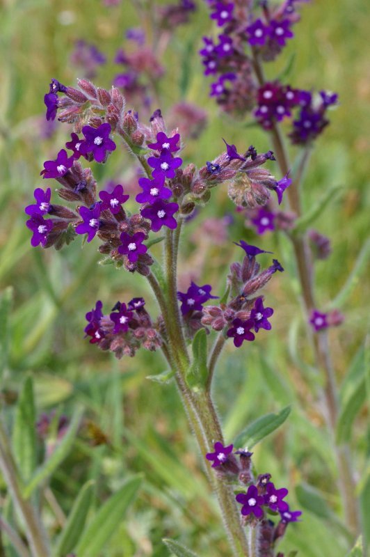 Anchusa officinalis