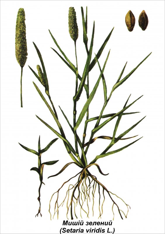 Щетинник зелёный (Setaria viridis)