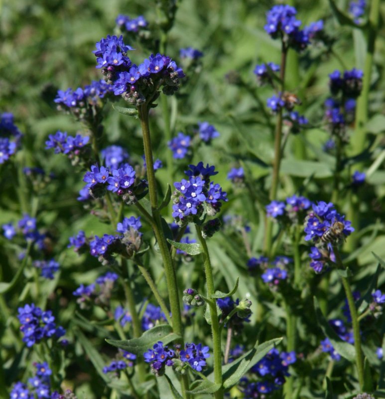 Анхуза Anchusa azurea Loddon Royalist