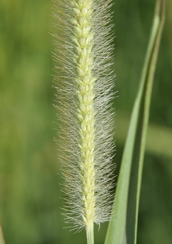 Щетинник сизый - Setaria glauca