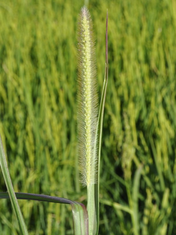 Щетинник зелёный (Setaria viridis)