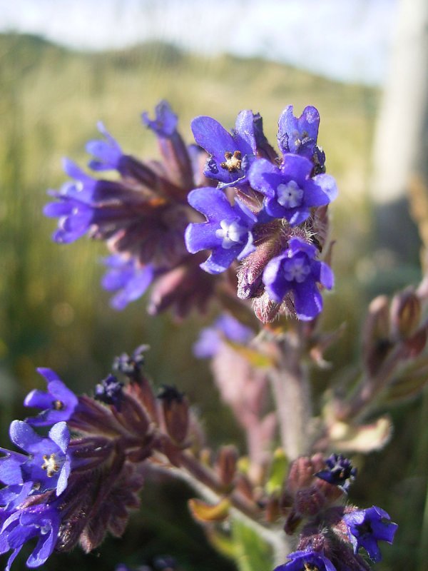 Anchusa officinalis