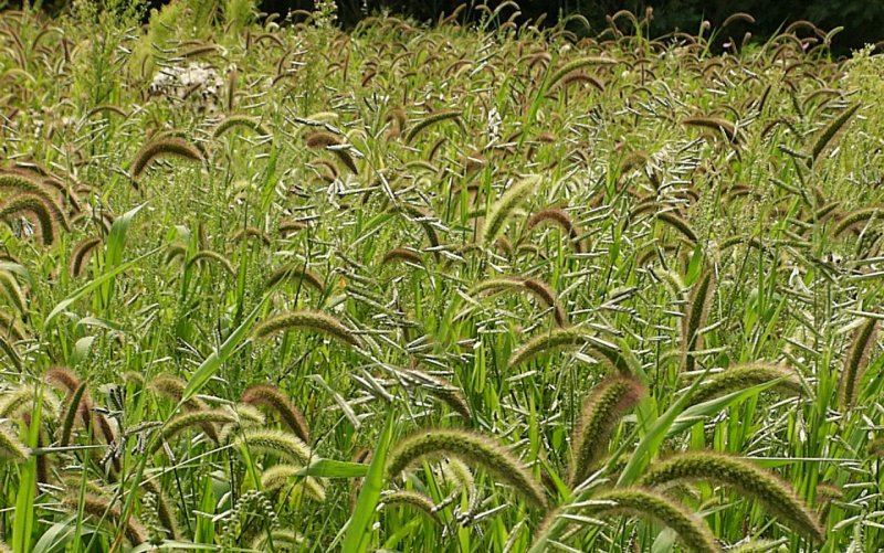 Чумиза (Setaria Italica)