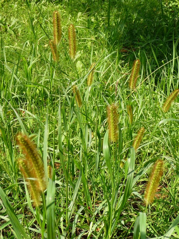 Щетинник сизый (Setaria glauca l.)