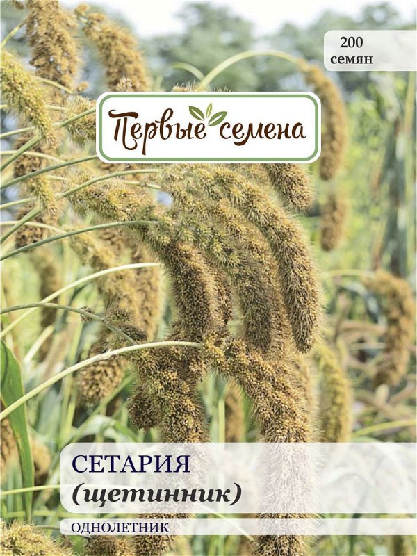 Щетинник семена