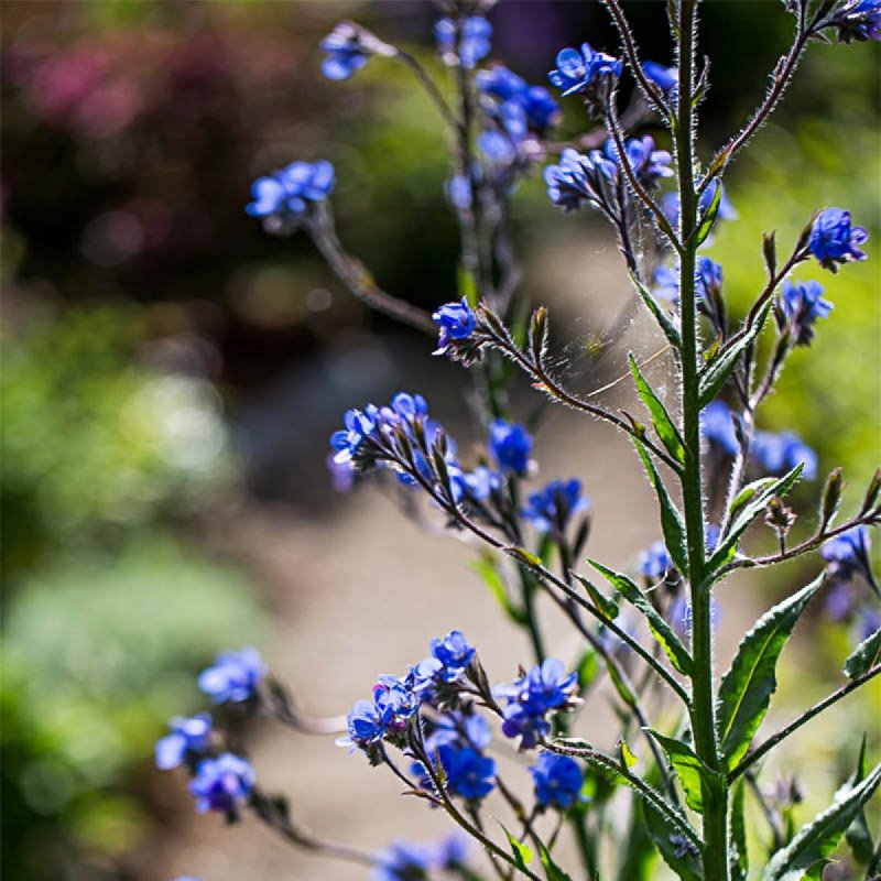 Анхуза Лазоревая (Anchusa azurea `Dropmore`)