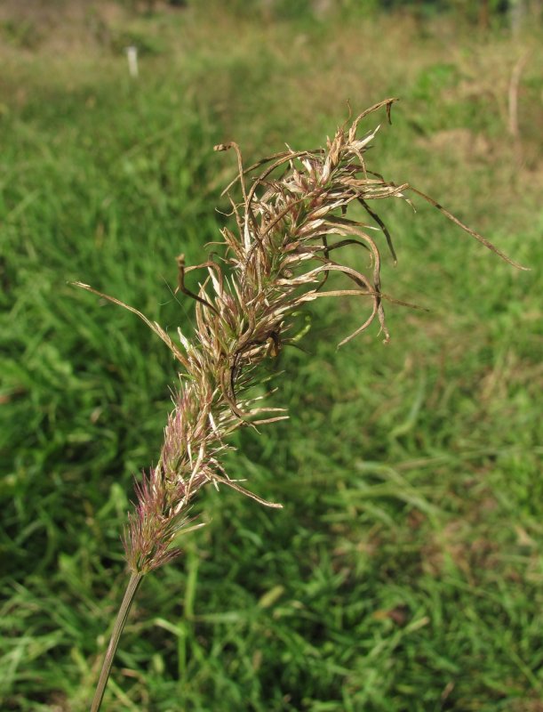 Setaria verticillata
