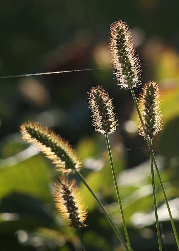 Щетинник сизый - Setaria glauca