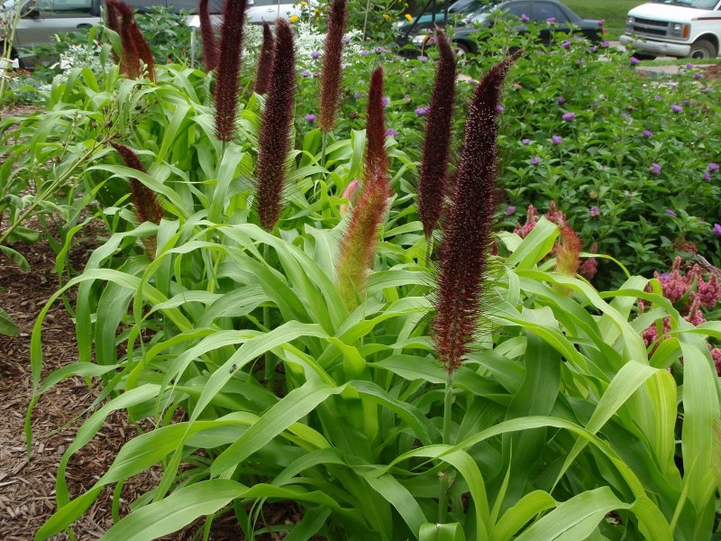 Пеннисетум сизый (Pennisetum glaucum)
