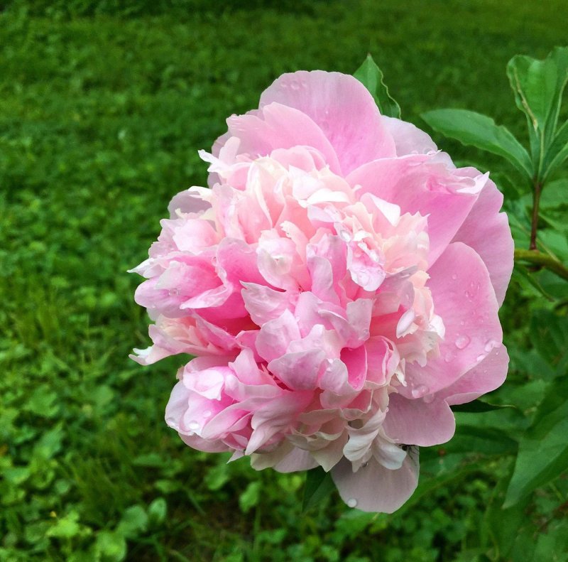 Пион Pink Double