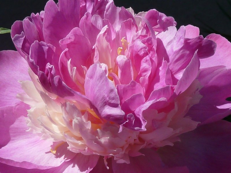 Пиони Пинк (Peony Pink)