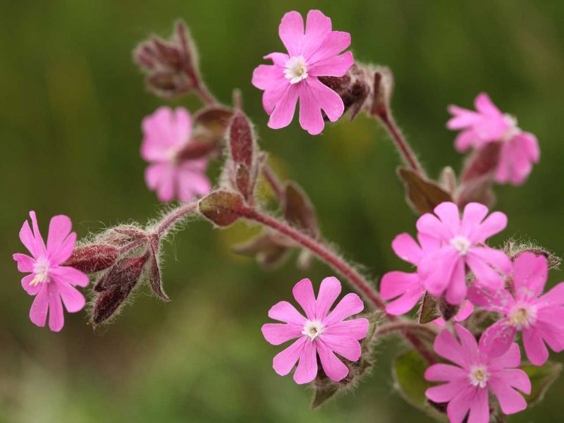 Гибралтарская Смолевка (Silene tomentosa)