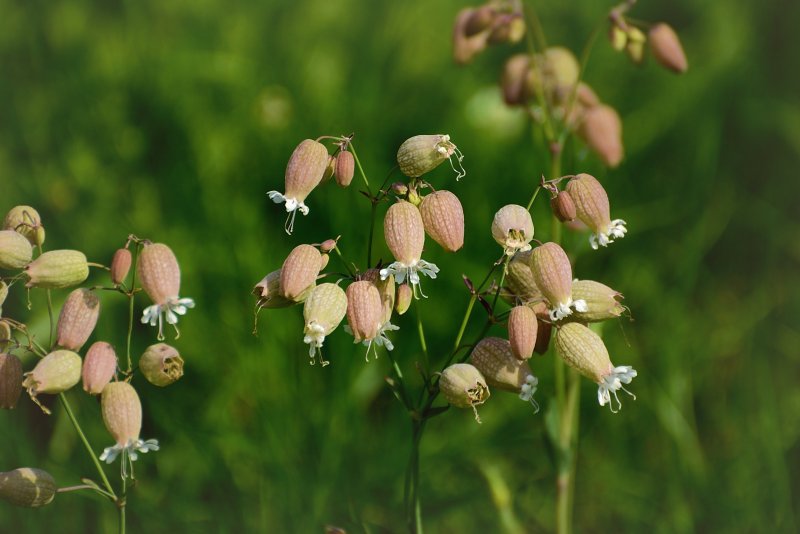 Смолевка широколистная (Silene latifolia).