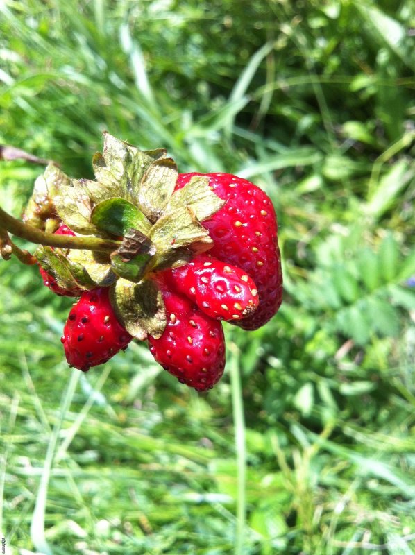 Fragaria vesca