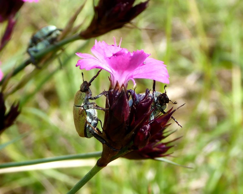 Смолёвка двудомная (Silene dioica) .