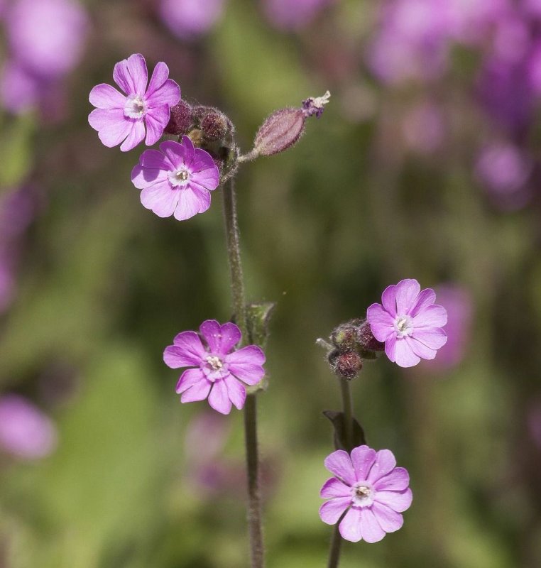 Гибралтарская Смолевка (Silene tomentosa)