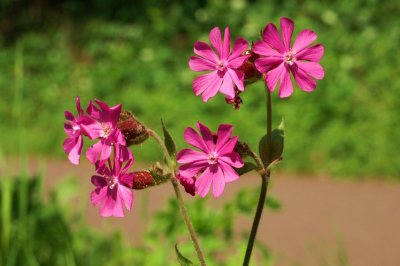 Смолевка обыкновенная(Silene cucupalus)