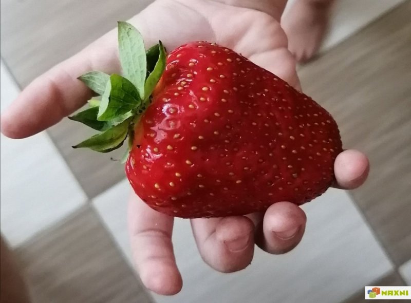 Сорта клубники Белруби