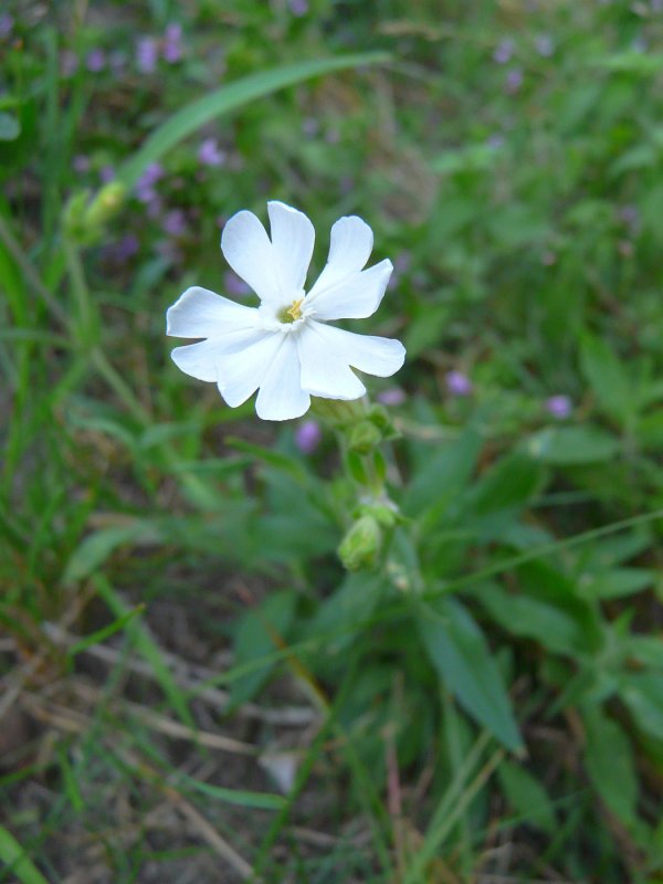 Melandrium latifolium