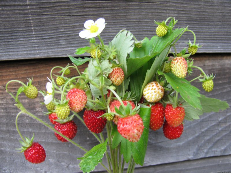 Земляника Лесная (Fragaria vesca l.)