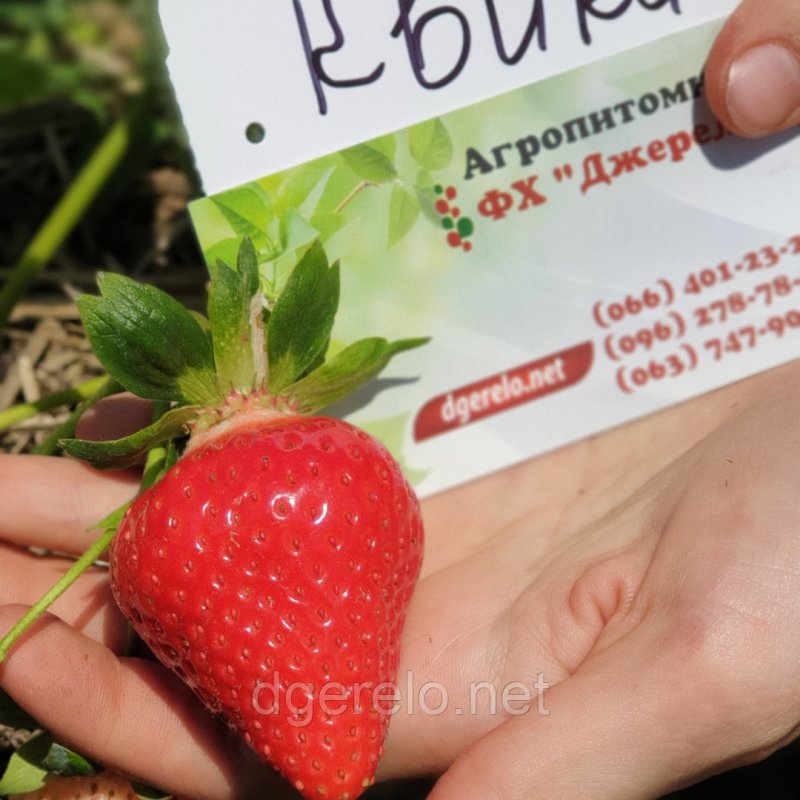 Земляника Руяна Аэлита