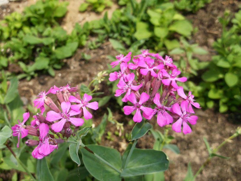 Смолёвка двудомная (Silene dioica) .