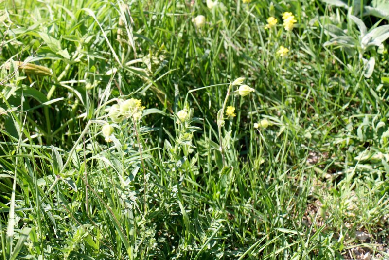Melandrium lapponicum
