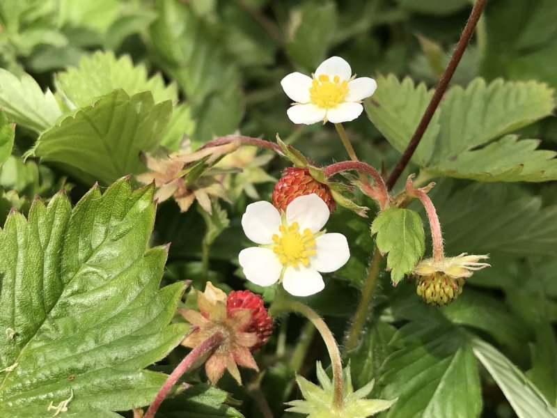Fragaria hangpot