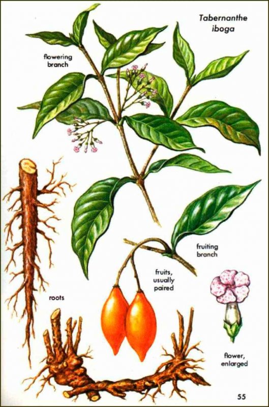 Табернемонтана дивариката (Tabernaemontana divaricata)