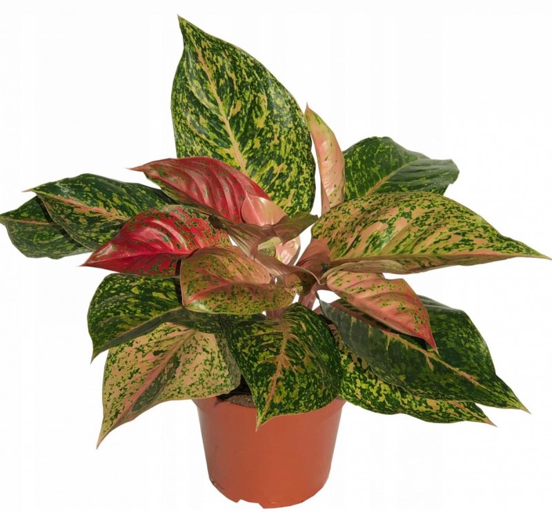 Aglaonema spotted Star