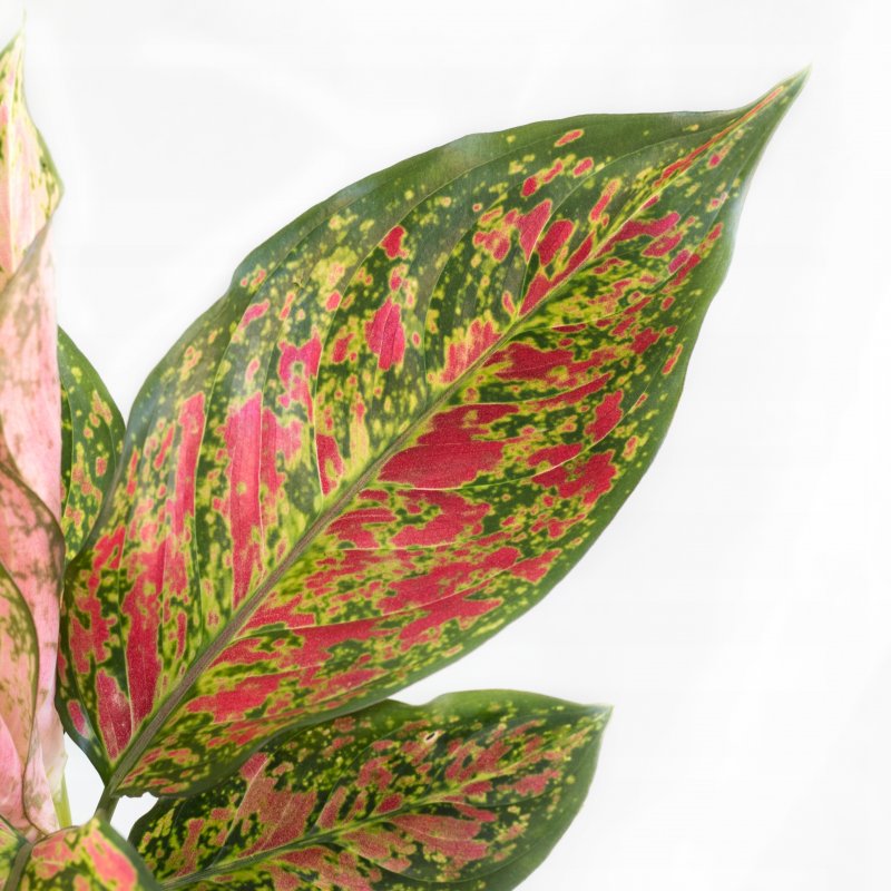Аглаонема скромная Aglaonema modestum