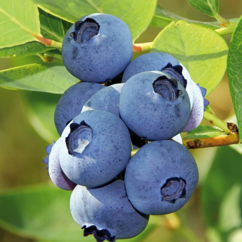 Голубика высокорослая Bluecrop