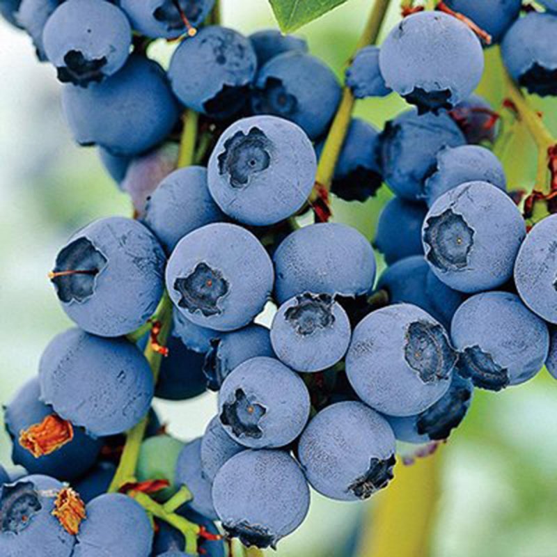 Vaccinium corymbosum Razz