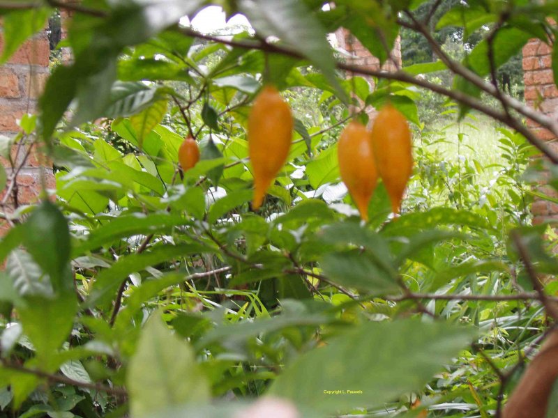 Tabernanthe Iboga